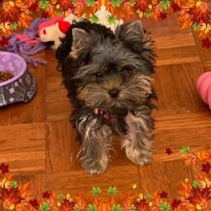 Meet your Posher, Deann dee